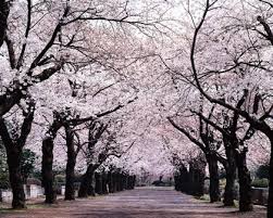 cherry blossoms trees