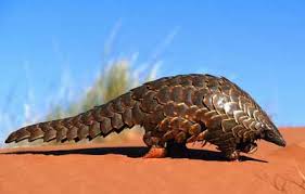 The pangolin: The most