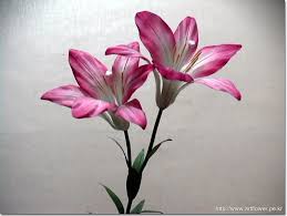 http://t0.gstatic.com/images?q=tbn:ULhc8nbCDiB1qM:http://welcome.artflower.pe.kr/images/gallery/lily-pink.20031122.jpg