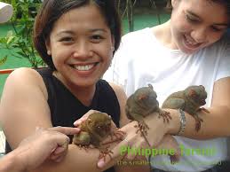 اغرب الحيوانات في العالم  Philippine-tarsier