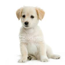Do you have a dog? Istockphoto_2337513-labrador-retriever-cream-puppy
