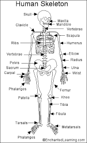 Human Skeleton Printout