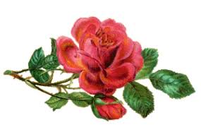 roses_roses2