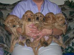 Fox Red Lab puppies