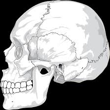 human skull clip art