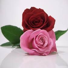 زهور امرأة Pink-and-red-roses-valentine-card-135x135mm