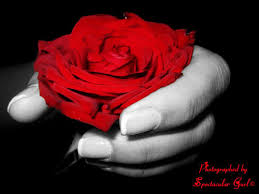 love roses