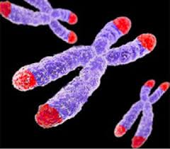 Telomeres are made of
