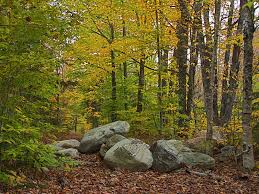 Rocky Forest Path