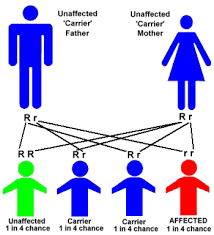 Tay-Sachs disease is inherited