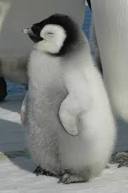 baby penguins