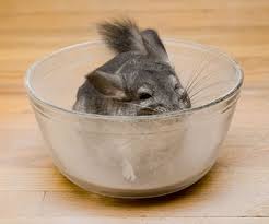 to your chinchillas eyes