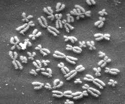 Half of these chromosomes