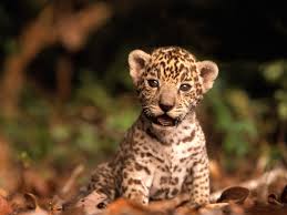 jaguar Baby_Jaguar