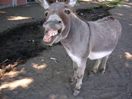 صور مضحكة Donkey-2