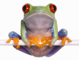 حديقة حيوانات المركز الدولى  Frog-6