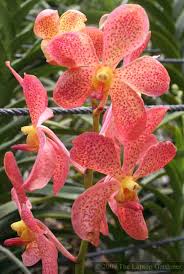orchid gardening