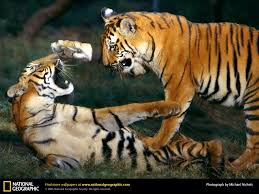 обои тигры