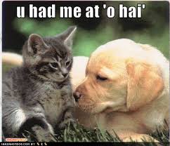 Kittens And Puppies Wallpaper Kittens And Puppies Wallpaper