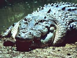 KROKODIL.jpg