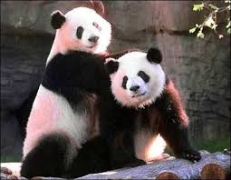Baby Panda Debuts