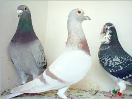 صور للحمام Pigeon-voyageur-dealer