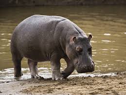 Hippopotamus. 1600x1200 px