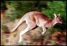 الحيوان الذي يموت اذا شرب الماء Kangaroo