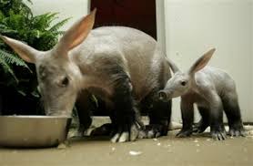 Cegah Satwa Punah Aardvark