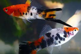 Showa swordtails