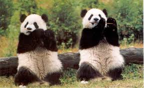 05:47 | Labels: Panda