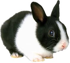 cute bunnys Rabbit