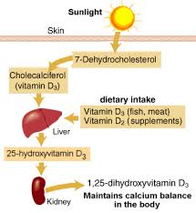 Vitamin D: The Sunshine