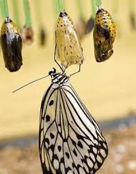 Labels: Chrysalis, Redemption