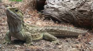 Los reptiles y su habitat Tuatara