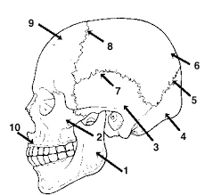 occipital bone skull
