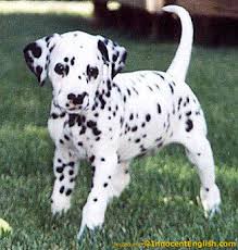 Ася dalmatian puppy Ростр Клуба