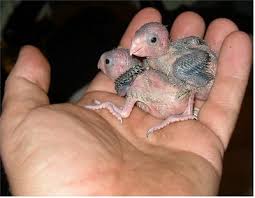 pictures baby parrots