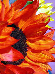 red sunflower pictures