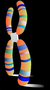 The human chromosome number is