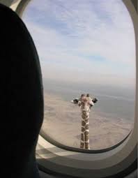 Je veux cette image ! X'D - Page 6 Avion-girafe-afrique