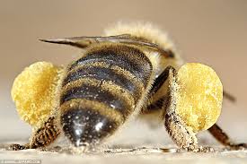 big bees