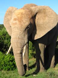  موسوعة ||||=----] (الفيل[----=||| حصرية||| African_Elephant