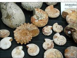 foto himalaya Ammonitesrb0