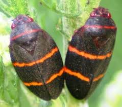 Two-lined Froghoppers, Airlie