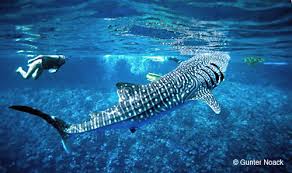 Christmas Island Diving