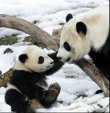 Two pandas hang out by a tree,