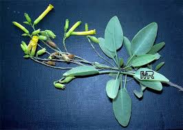 النباتات و المبيدات الحشرية Nicotiana_glauca1904