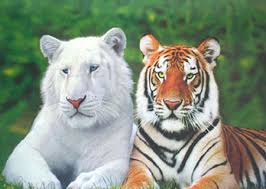 النمر السيبيري حيوان مهدد بالانقراض Lg3734%2Bbrothers-white-tiger-and-bengal-tiger-poster