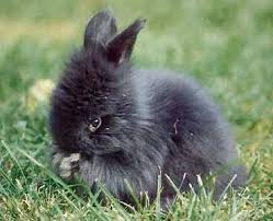 Images de lapins! Lapin_nain-2005.08.31-15.11.59